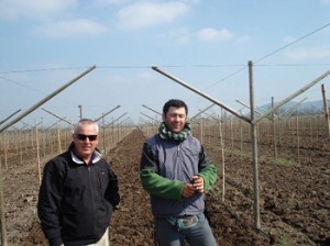 Chile EG szőlő rendszer magas hozamot biztosít